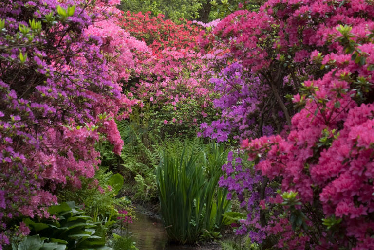 8 best places to see rhododendrons and azaleas in the UK this spring ...