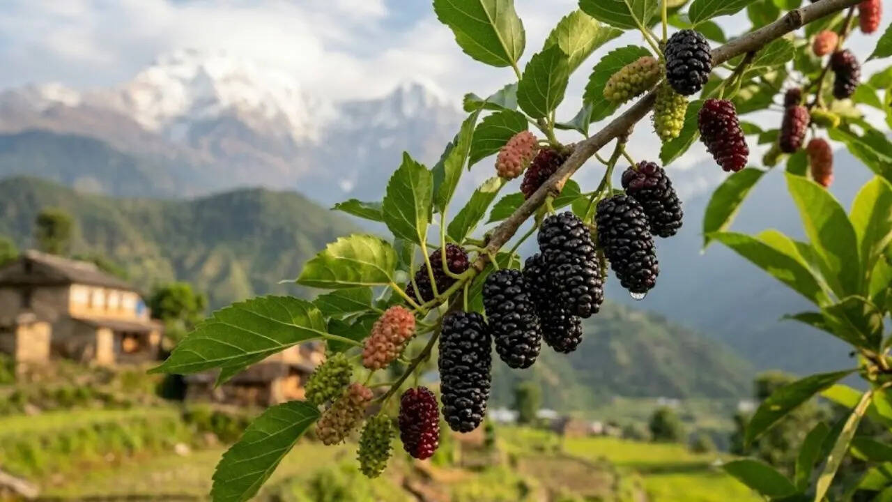 Taste of the Himalayas: 5 rare wild fruits of Nepal you must try once ...