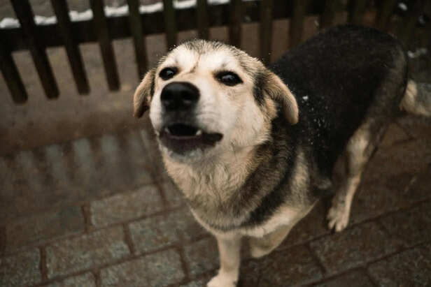 Aggression in pets: Warning signs before it escalates