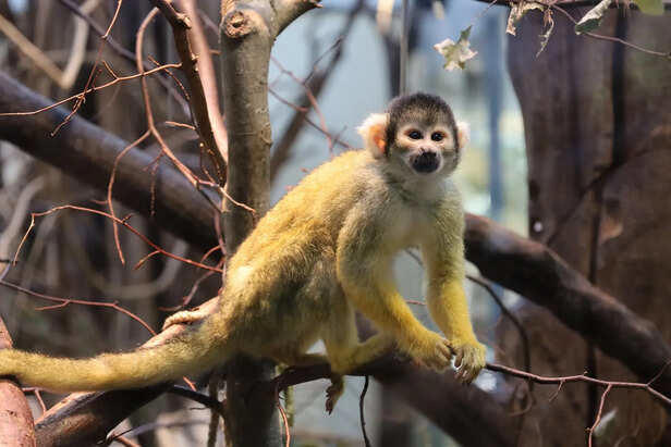 7 species that punish those who break the rules