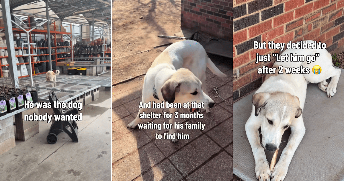 Shelter dog abandoned twice finally gets the happy ending he deserves