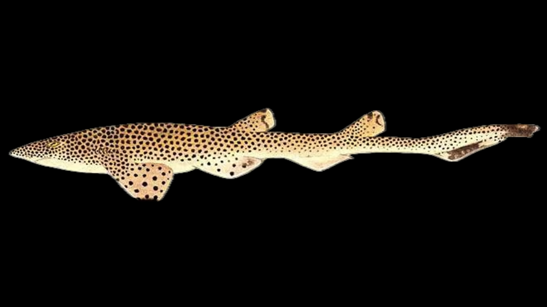 These sharks survived 400 million years - now there are only 50 left