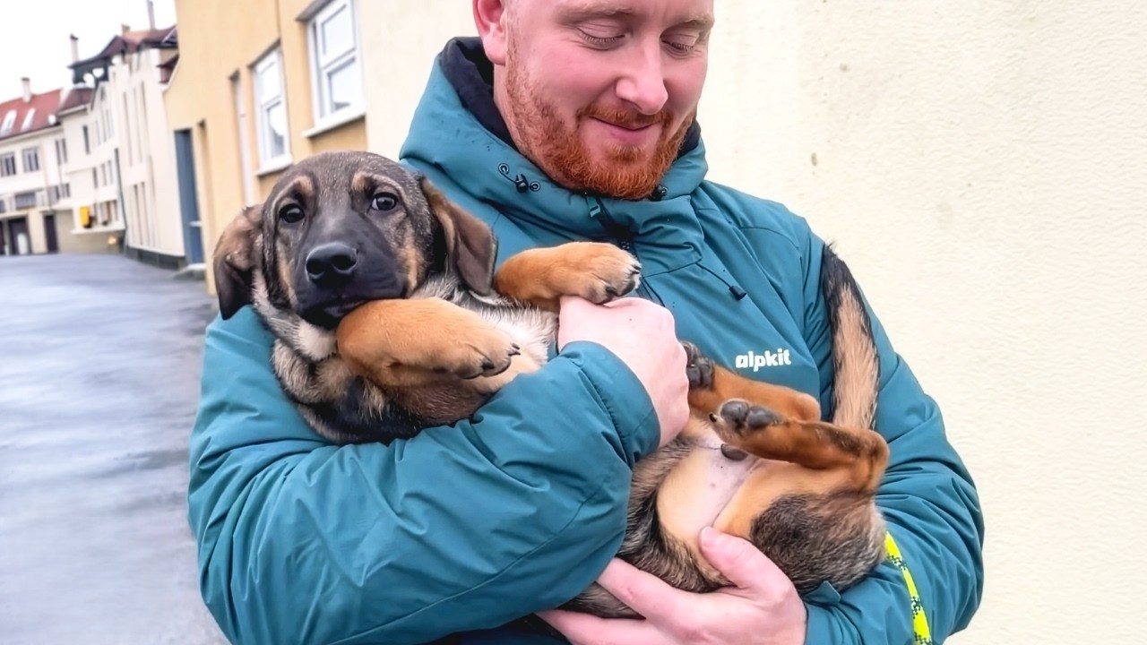 Scared rescue dog refused to trust anyone - until one man became his ...