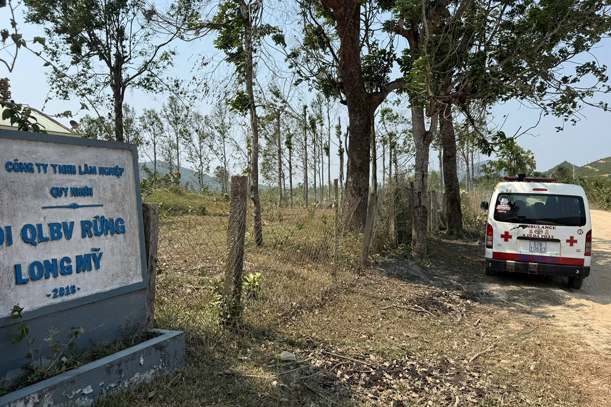 Nhóm nhân viên bảo vệ rừng bị ong tấn công, một người chết