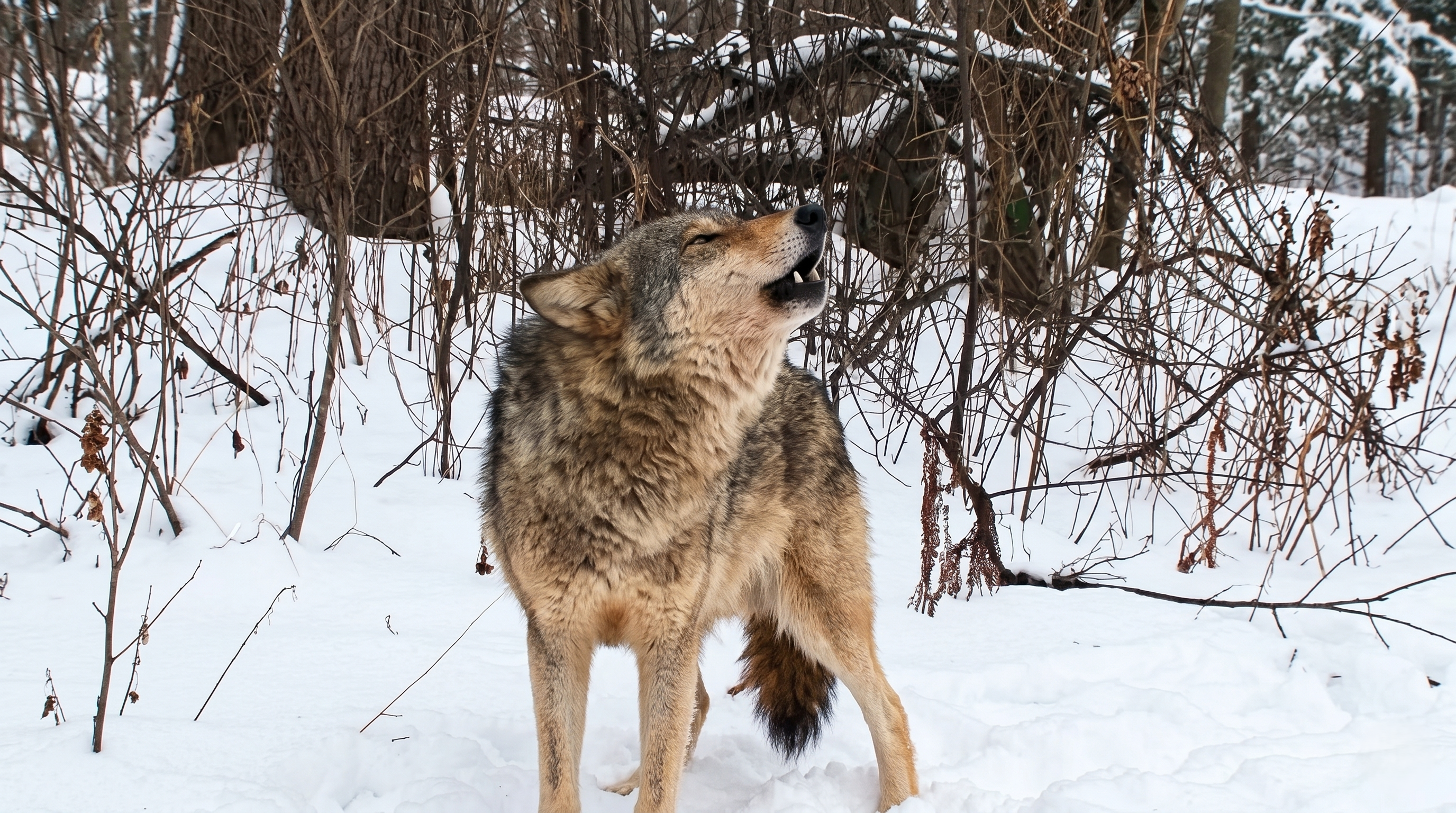 Watch what happens when a wolf tracks prey for miles using nothing but ...