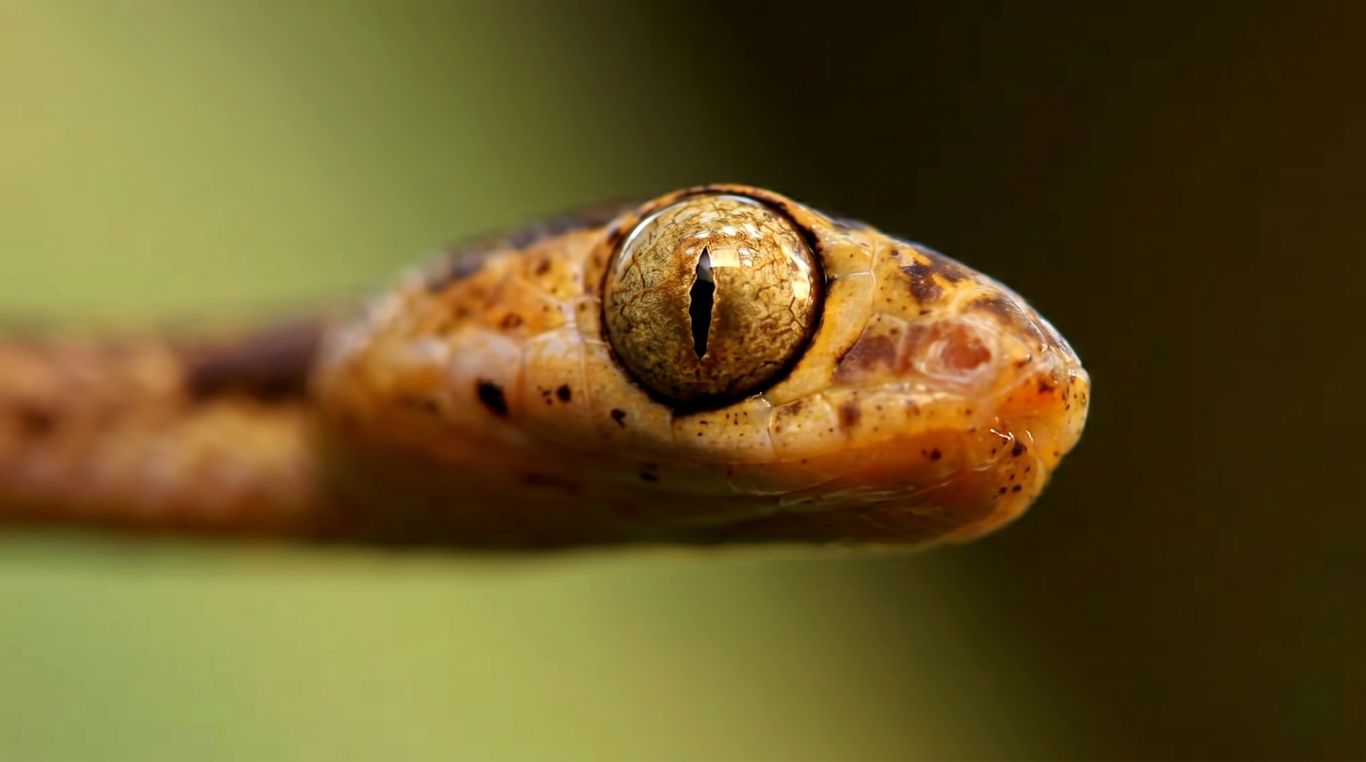 Watch what happens when you survive 24 hours on Snake Island