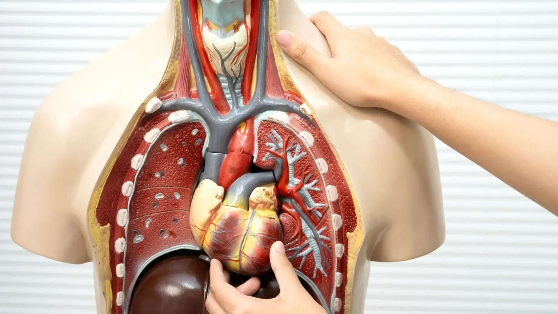 No symptoms, real risk: Subtle signs of organ stress most people ignore ...