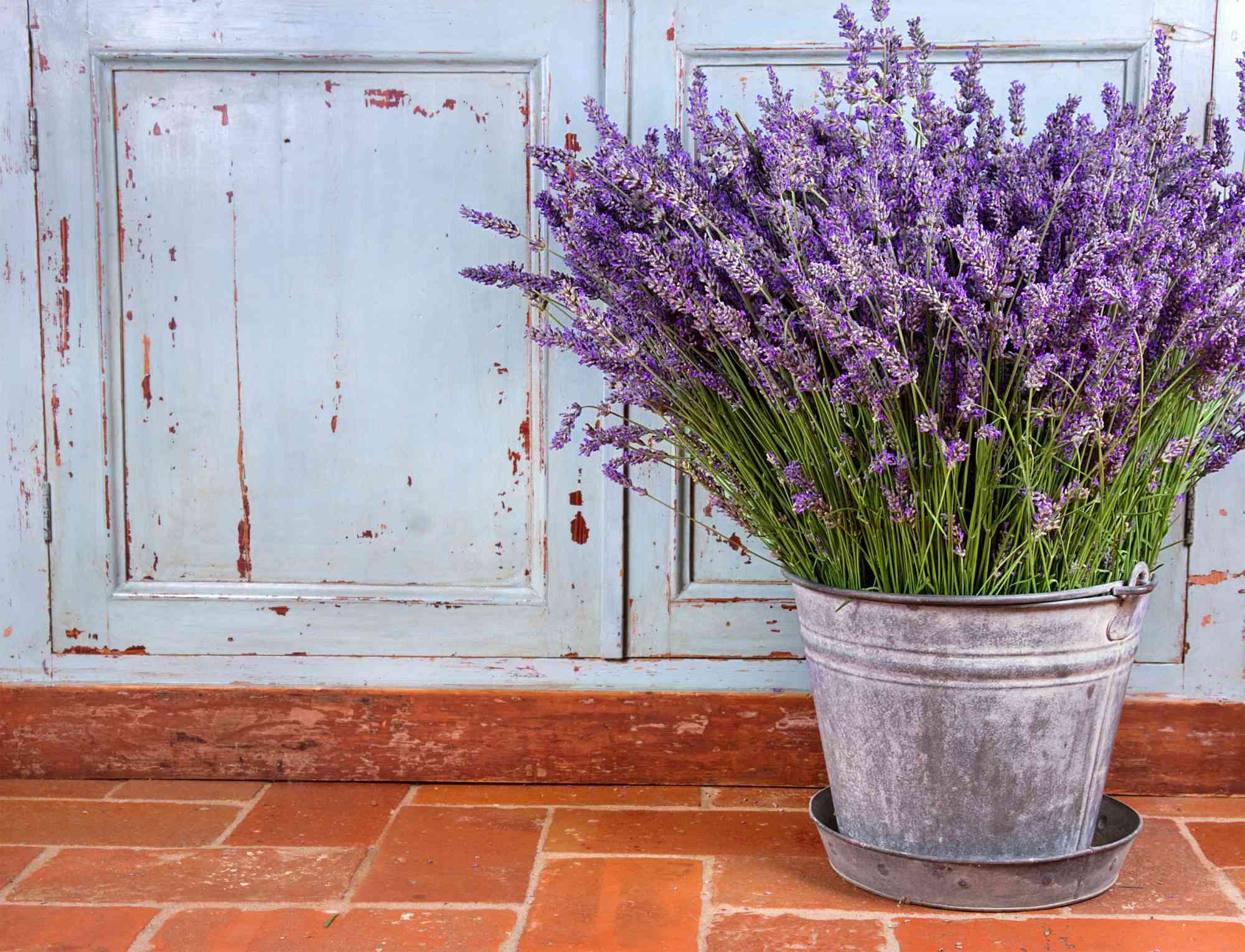 How to fix leggy lavender and get it blooming again