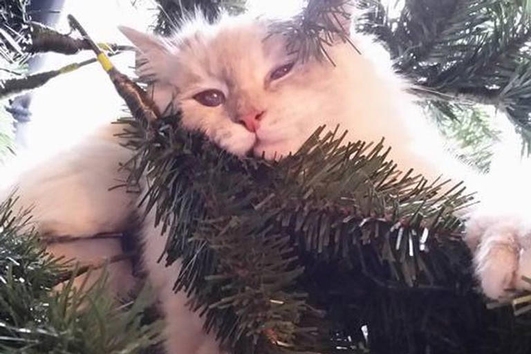 Cat owner finds missing pet 200 miles away after 10 years but may never ...