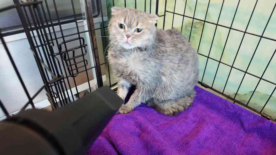 Chubbs the cat’s challenging grooming session
