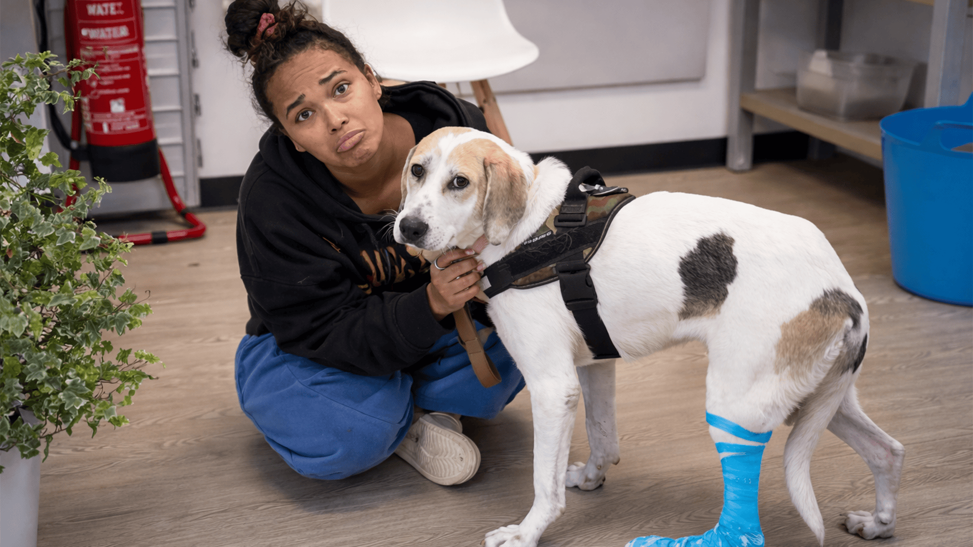 This rescue dog needed emergency surgery to survive