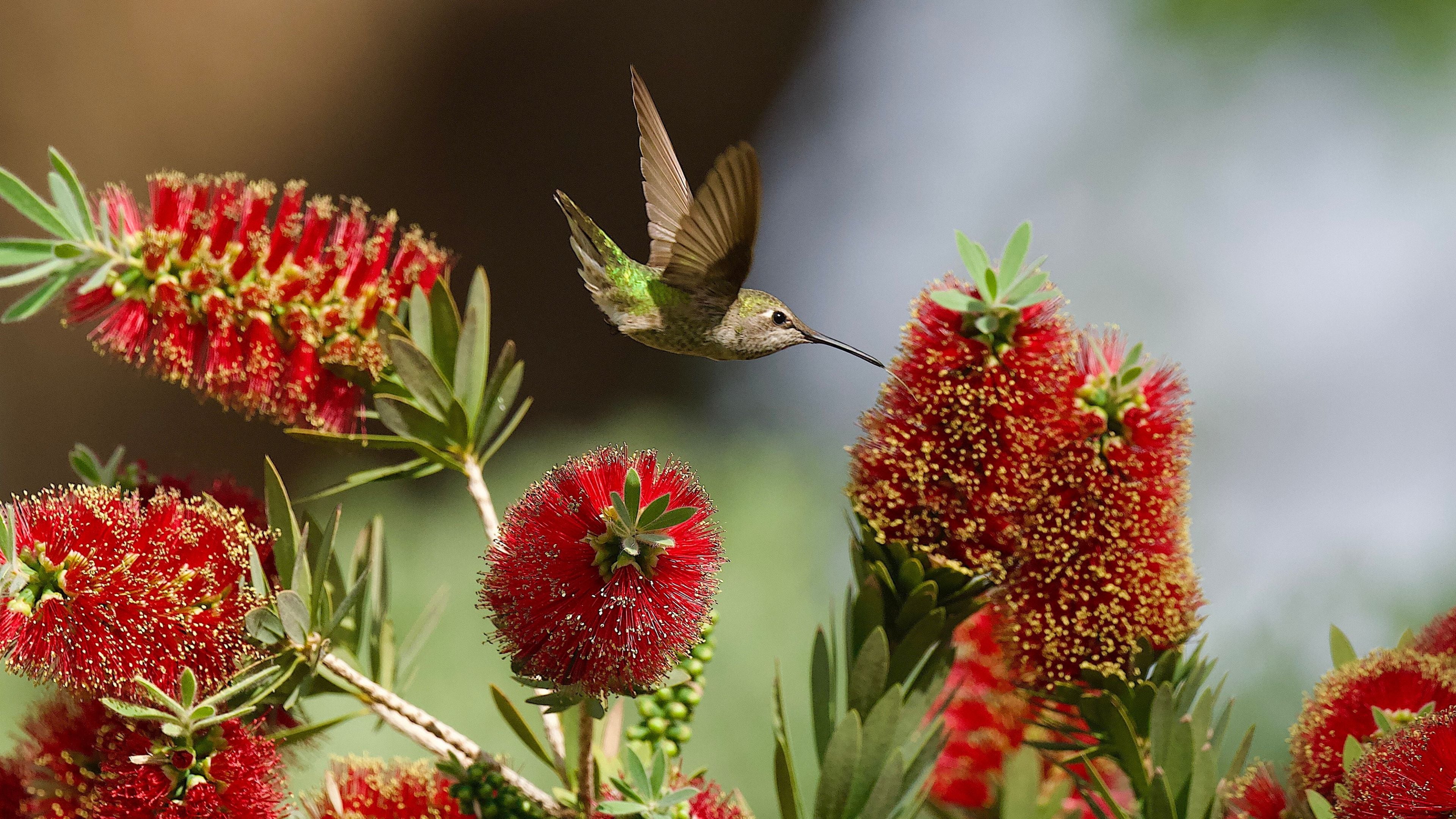 Arizona photographer snaps colourful hummingbirds