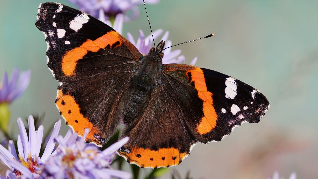 More than half of UK butterfly species in decline, new data shows