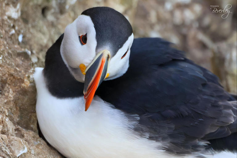 World Puffin Day: 12 adorable photos of puffins at RSPB Bempton Cliffs ...