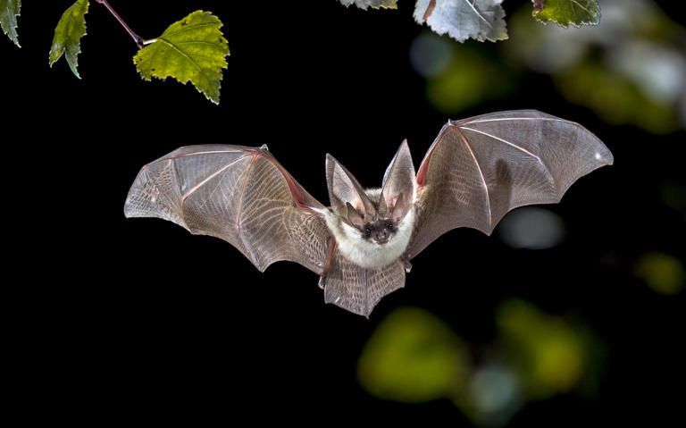 Got bats? Today is the deadline to safely remove them without a permit!