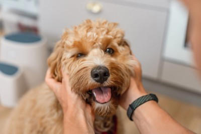 犬が飼い主を『出待ちする』理由５選 お風呂やトイレについてくる心理や注意点まで