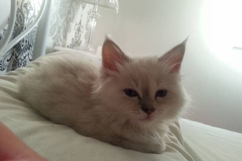 Cat owner finds missing pet 200 miles away after 10 years but may never ...