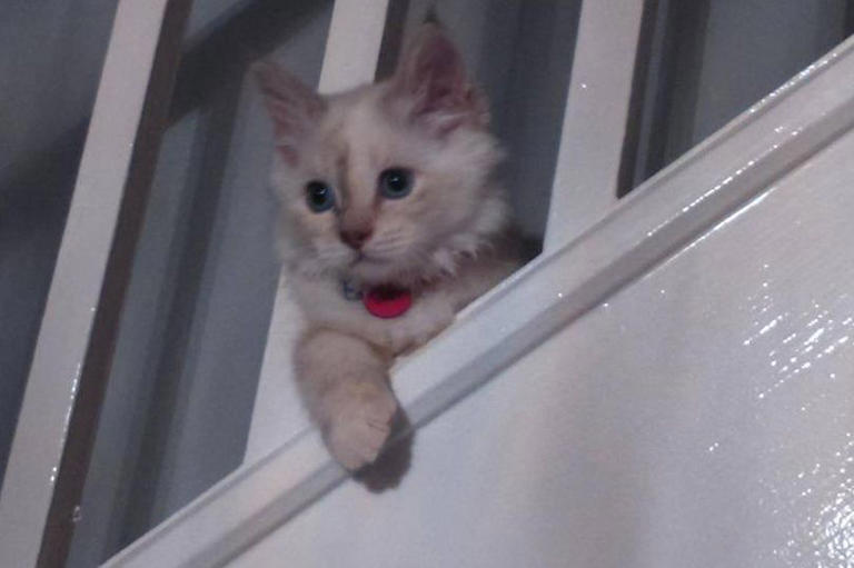 Cat owner finds missing pet 200 miles away after 10 years but may never ...