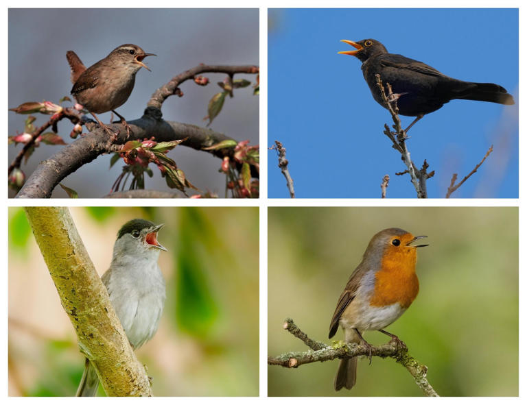 Tune in to nature’s wake-up call with Lincolnshire Wildlife Trust this ...