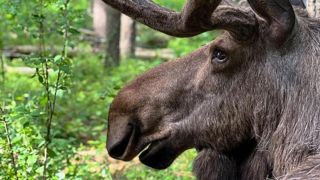 Maine Wildlife Park in Gray welcomes visitors as it opens for season
