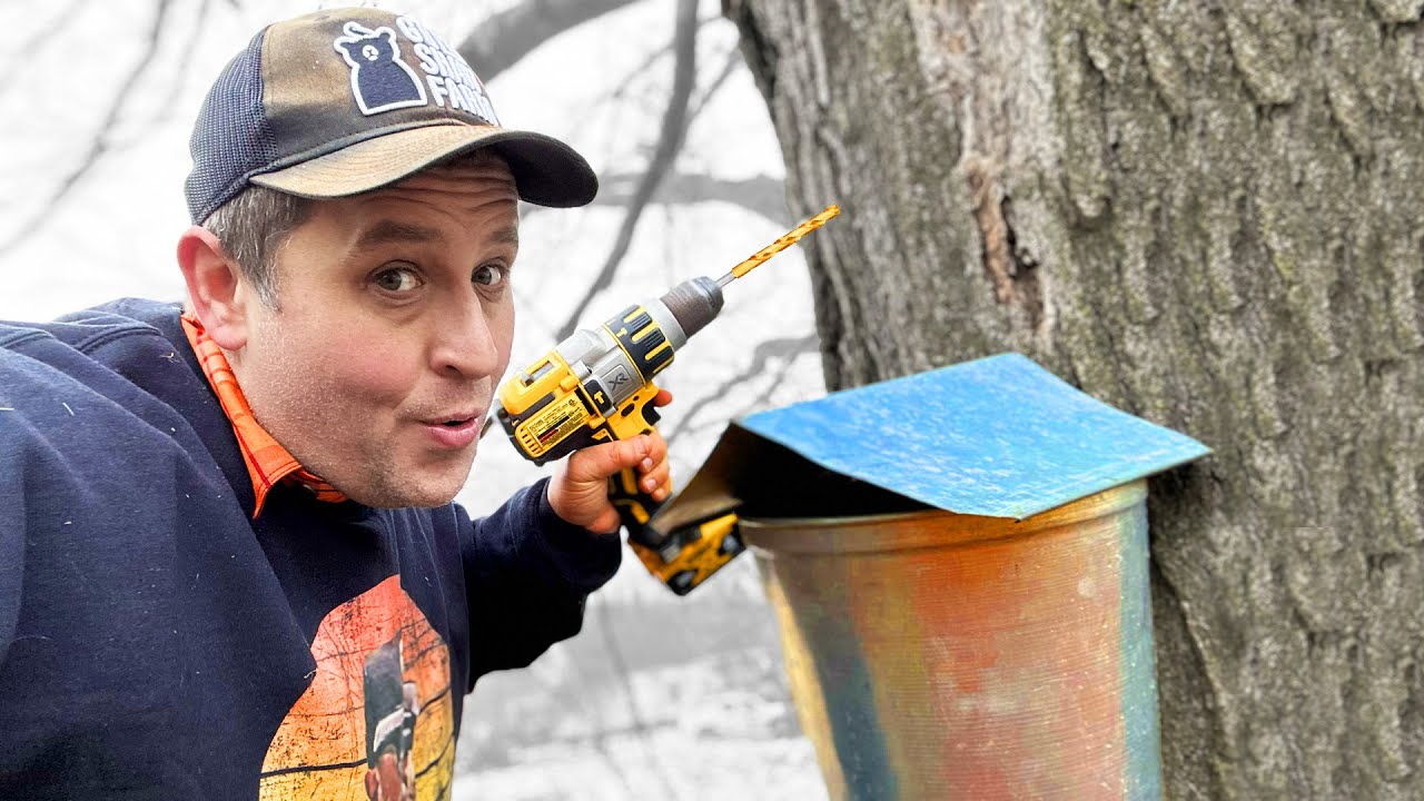 Expert farmer demonstrates secret winter method for tapping maple trees