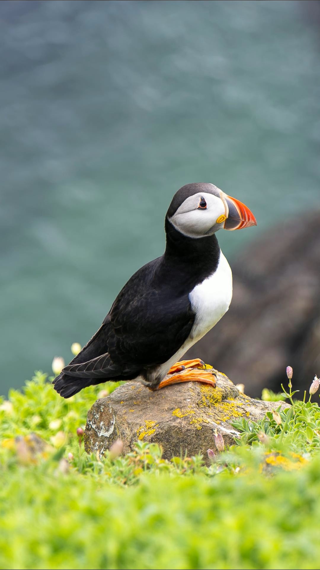 What makes Ireland a top destination for seeing puffins