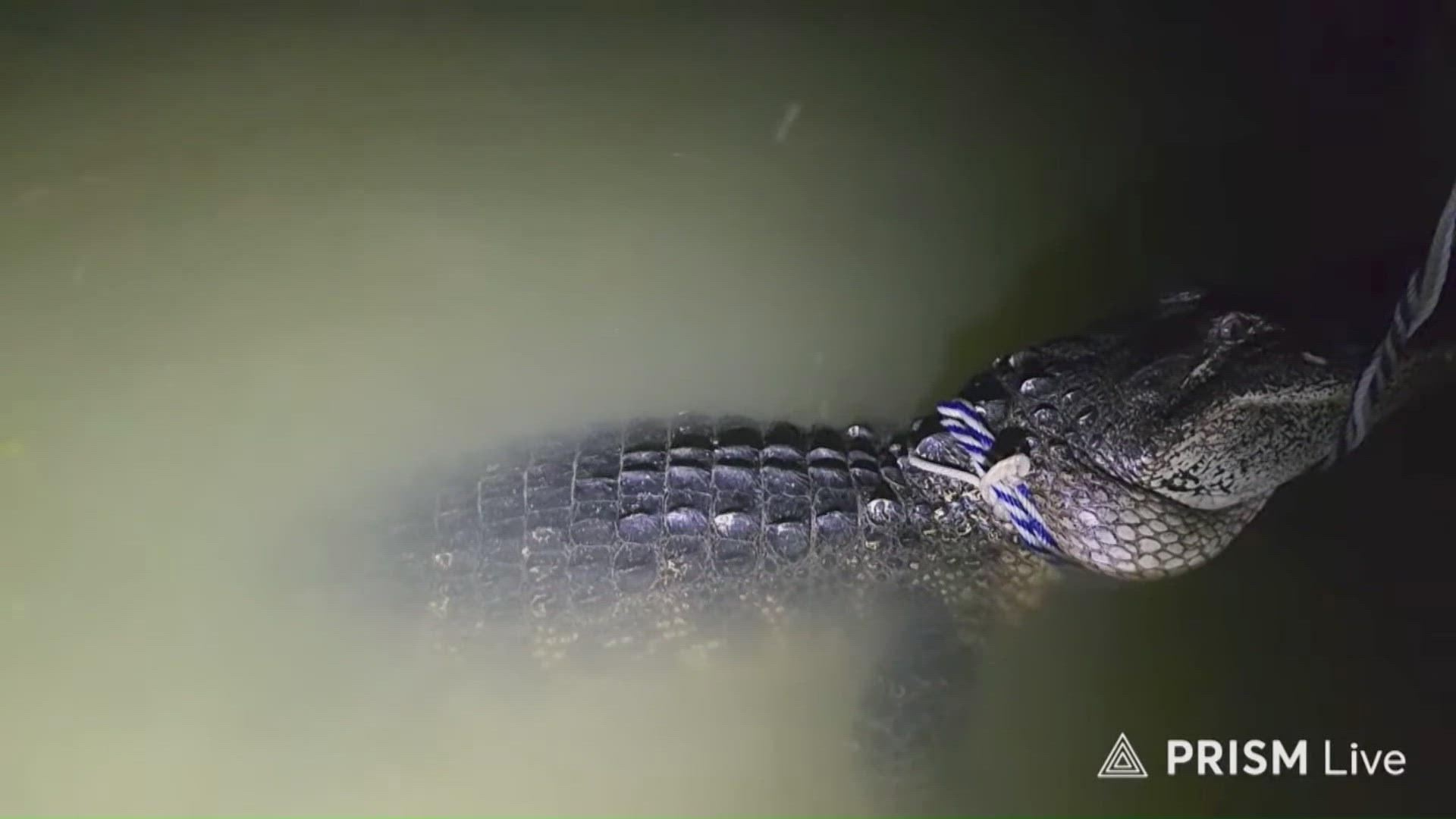 Fisherman catches alligator on North Texas lake
