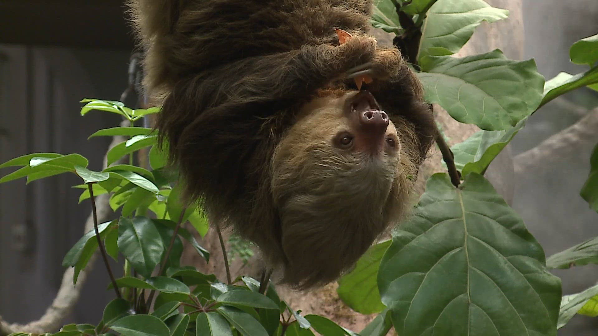 Sloth atrium opens Wednesday at the Saint Louis Zoo