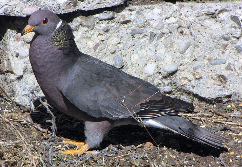 25 species that have been lost forever in the past 150 years