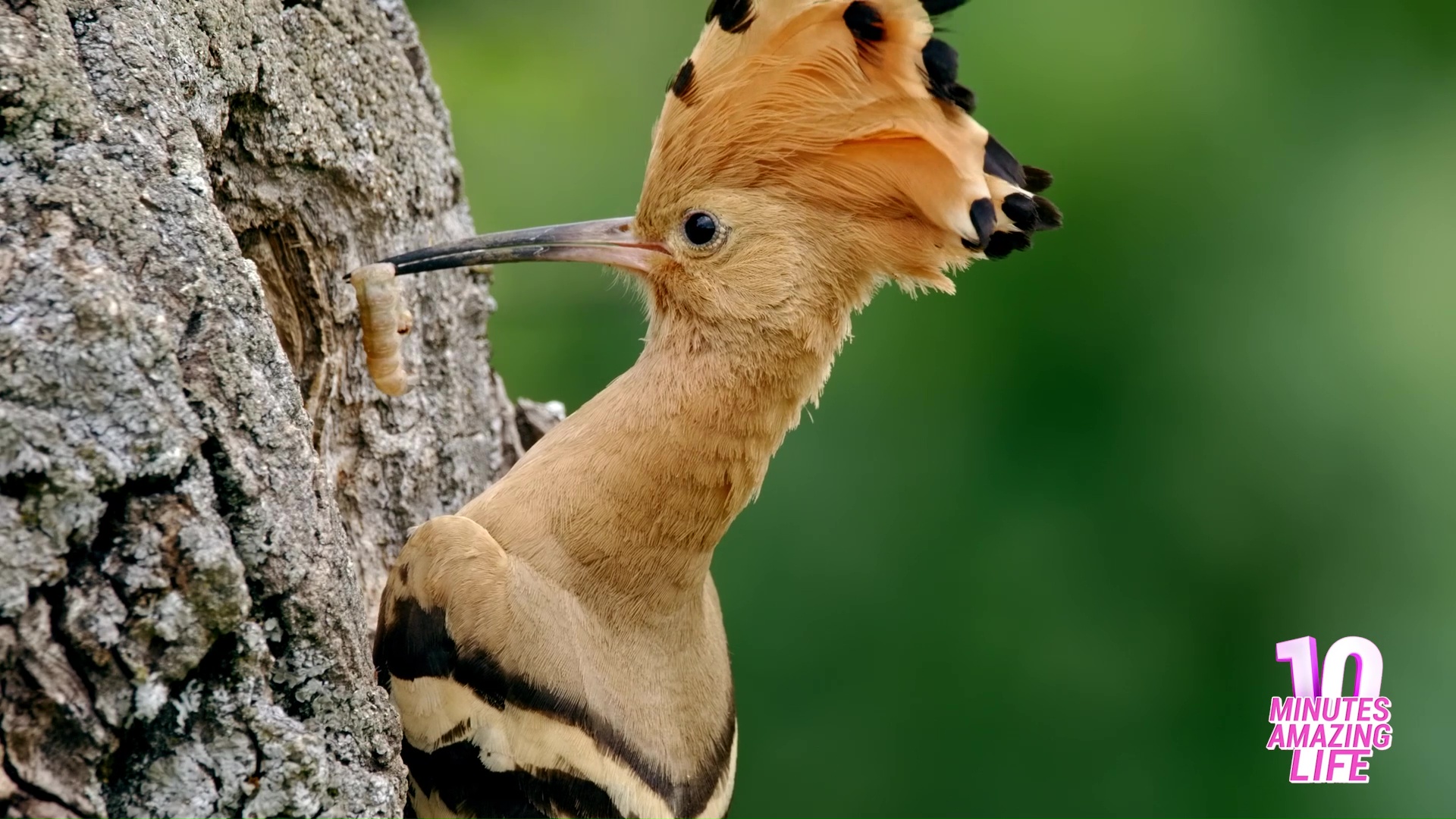 De zwaluw is de voorbode van de lente - online puzzel