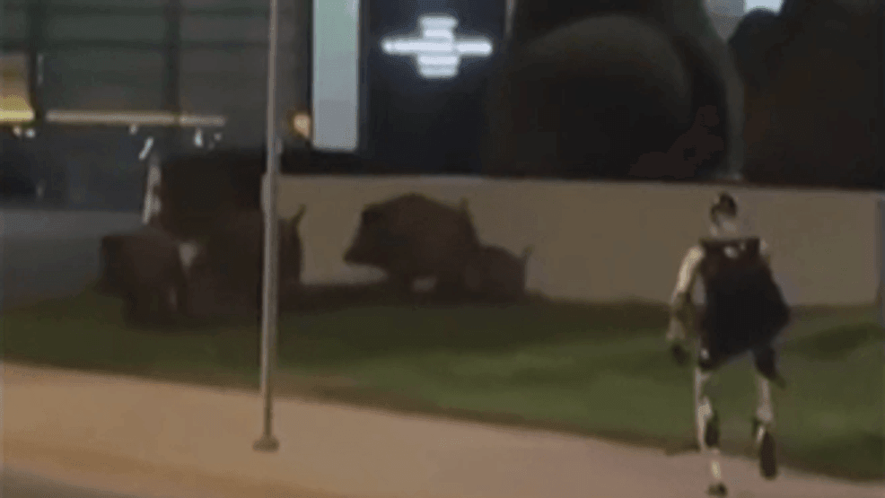 Morning buzz: Humanoid robot goes viral for chasing off wild boars in ...