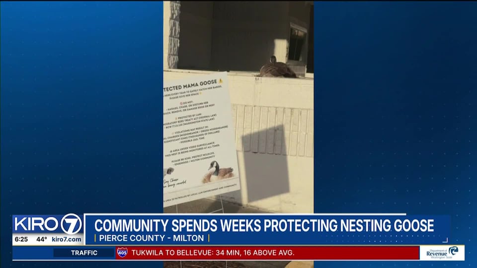 Video: Milton man accused of attacking nesting mother goose twice in ...