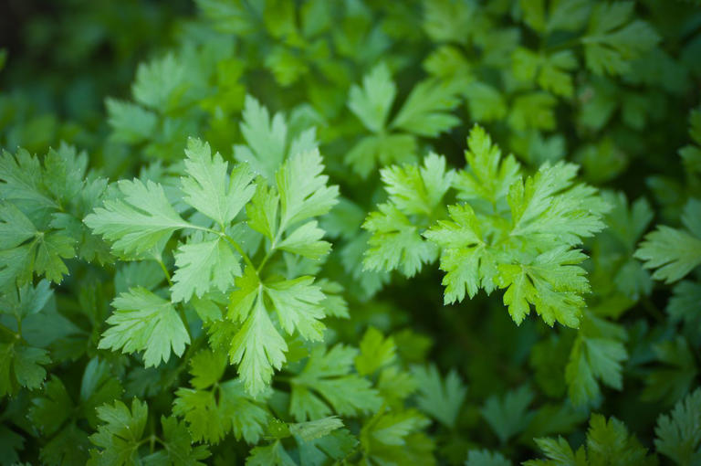 9 herbs to plant in fall for fresh flavor all season long