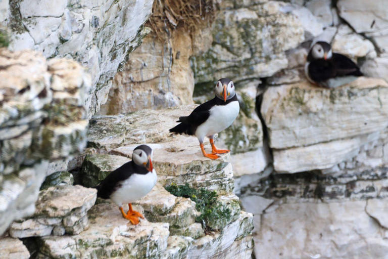 World Puffin Day: 12 adorable photos of puffins at RSPB Bempton Cliffs ...