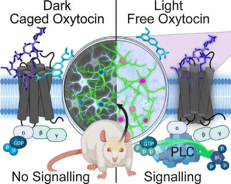 Scientists develop 'light switch' for the love hormone
