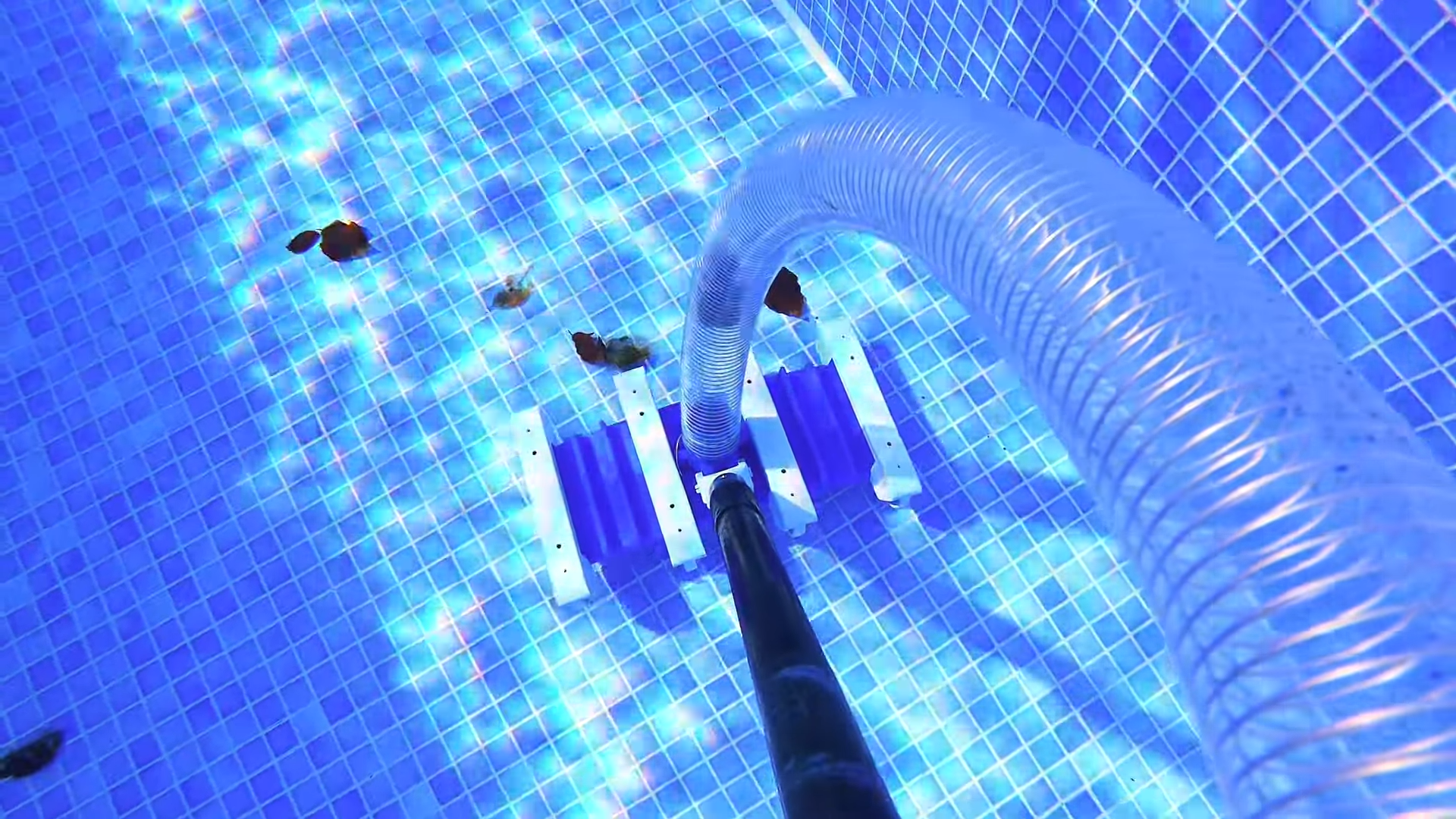 What pool debris looks like up close