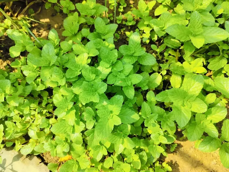 Why I started a tea garden: Growing my own mint, chamomile, and lemon balm