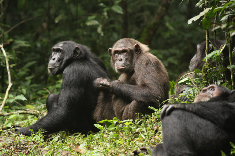 Could bloody conflict between chimps help shed light on human nature?