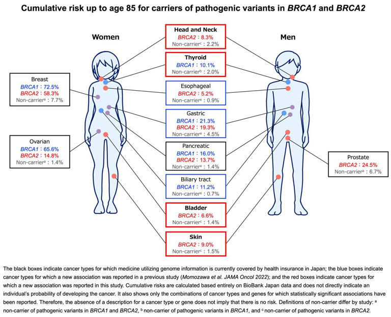 BRCA's cancer map just grew: Gene mutations now implicated in thyroid ...