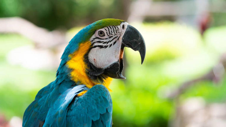 Macaw has cutest response to first golf cart ride