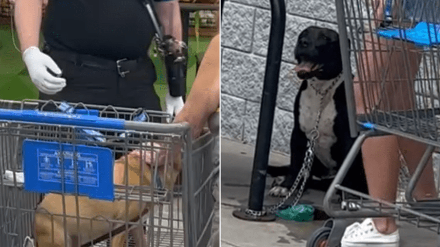 5 hurt after dog fight breaks out inside Pinellas County Walmart