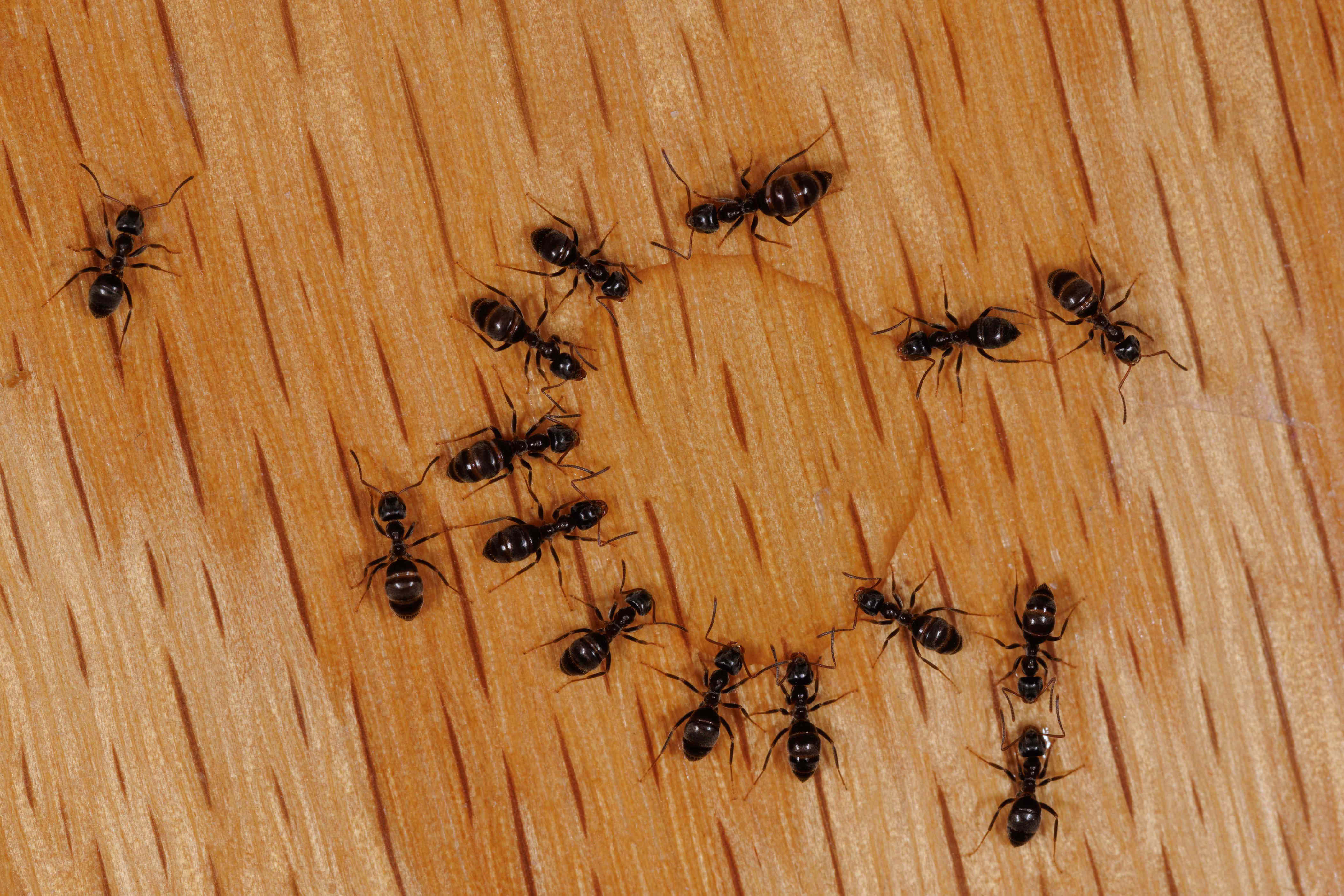 Why Fairport Homes Become Magnets for Ants and Boxelder Beetles