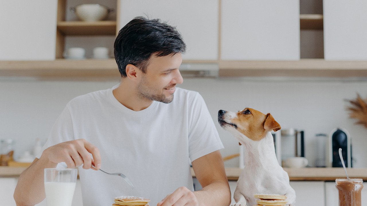 Experts see a rising trend in pet humanization