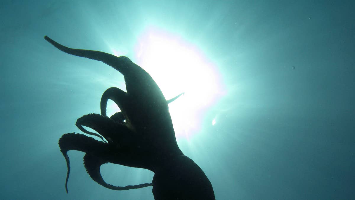 Rarely seen dumbo octopus captured on camera and it will stun you