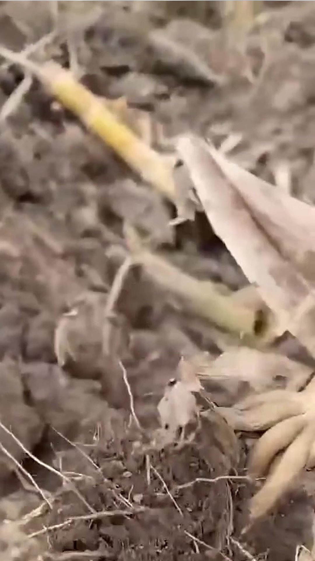 Precision cutting through crop roots
