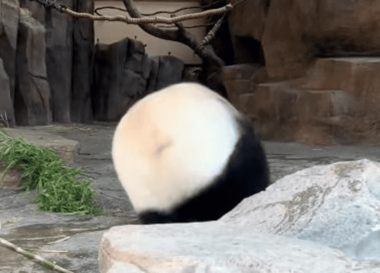 Adorable panda roly-polys around its enclosure