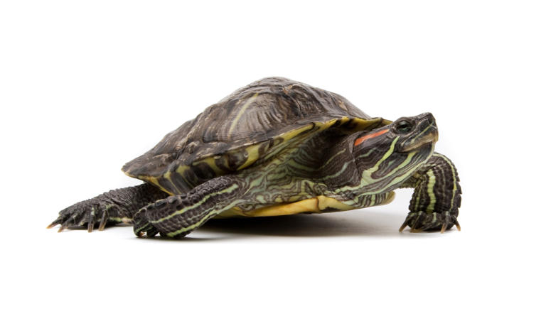Scientists say turtle shells could hold clues to secret side of ...