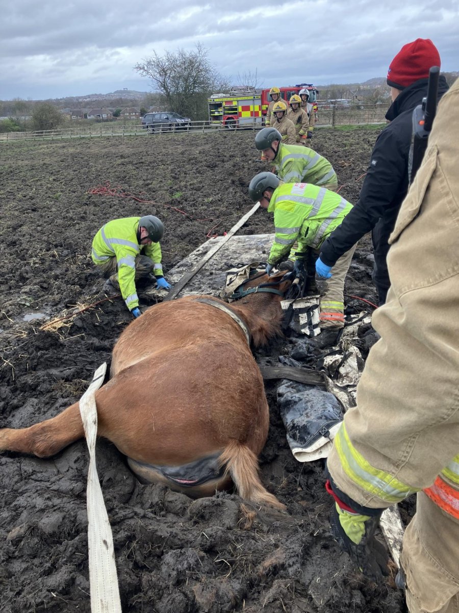 Look: Stuck horse rescued from mud in England