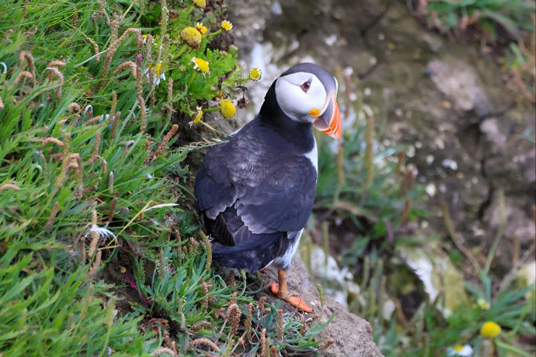 World Puffin Day: 12 adorable photos of puffins at RSPB Bempton Cliffs ...