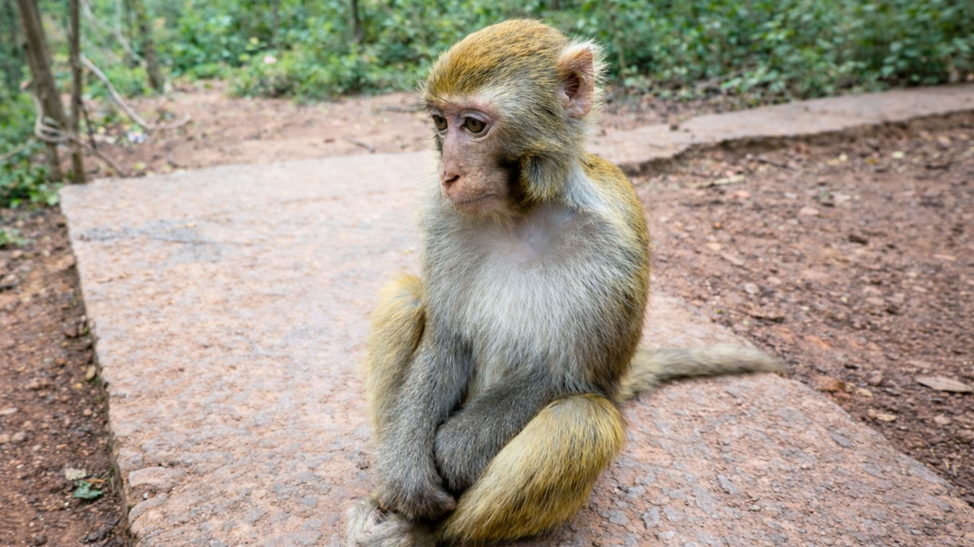 A monkey patiently waits in the cage for its human friend